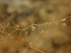Utricularia geminiscapa