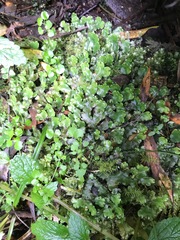 Marchantia foliacea