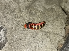 Photinus