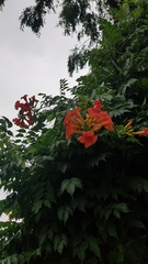 Campsis grandiflora