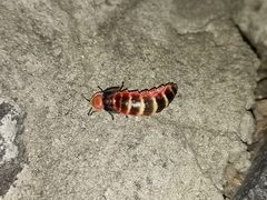 Photinus
