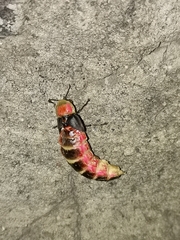 Photinus