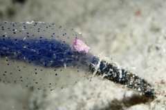 Pseudoceros goslineri