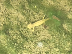Cynops pyrrhogaster