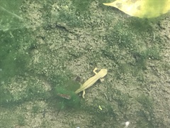 Cynops pyrrhogaster
