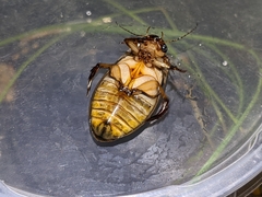 Dytiscus cordieri