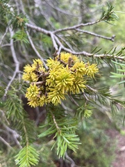 Chrysomyxa arctostaphyli