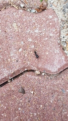 Camponotus japonicus