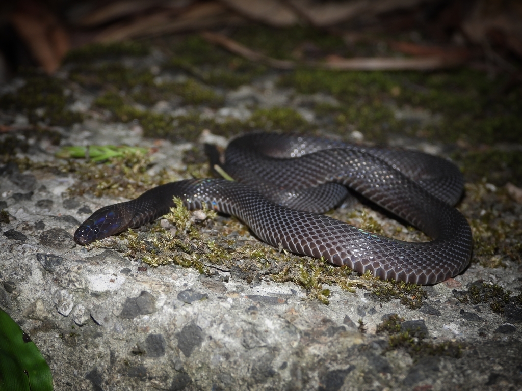 Sichuan Odd-Scaled Snake