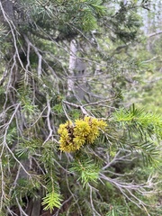 Chrysomyxa arctostaphyli