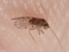 Ectopsocus meridionalis