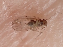 Ectopsocus meridionalis