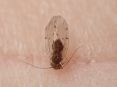 Ectopsocus meridionalis