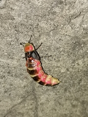 Photinus