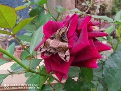 Macroglossum pyrrhosticta