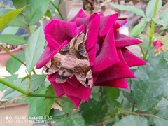 Macroglossum pyrrhosticta