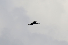 Anastomus lamelligerus