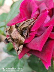 Macroglossum pyrrhosticta