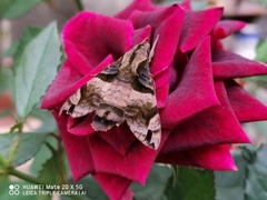 Macroglossum pyrrhosticta