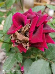 Macroglossum pyrrhosticta