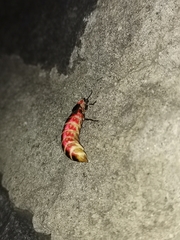 Photinus