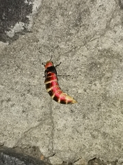 Photinus