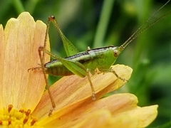 Conocephalus brevipennis