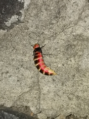 Photinus