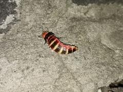 Photinus
