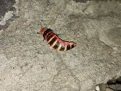 Photinus
