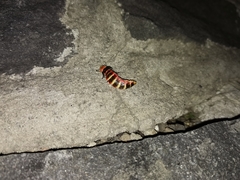 Photinus