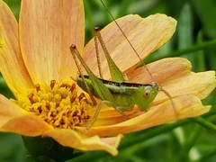 Conocephalus brevipennis