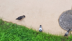 Columba livia domestica