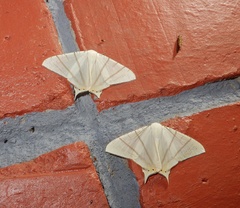 Ourapteryx marginata