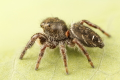 Phidippus olympus