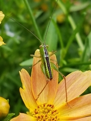 Conocephalus brevipennis