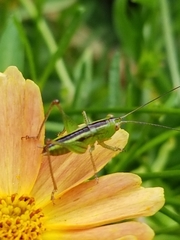 Conocephalus brevipennis