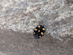 Therea regularis