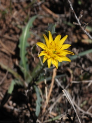 Agoseris parviflora
