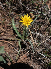 Agoseris parviflora