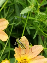 Conocephalus brevipennis