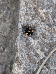 Therea regularis