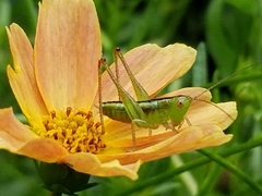 Conocephalus brevipennis