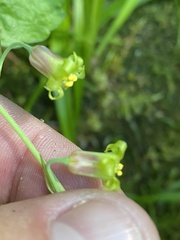 Anticlea occidentalis