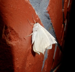 Ourapteryx marginata