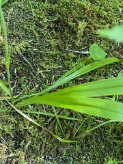 Anticlea occidentalis