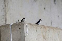 Hirundo smithii