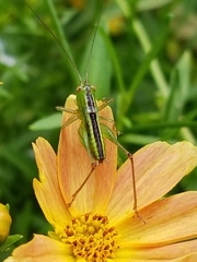 Conocephalus brevipennis