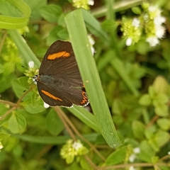 Heliophorus moorei
