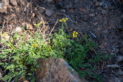 Cymopterus terebinthinus californicus